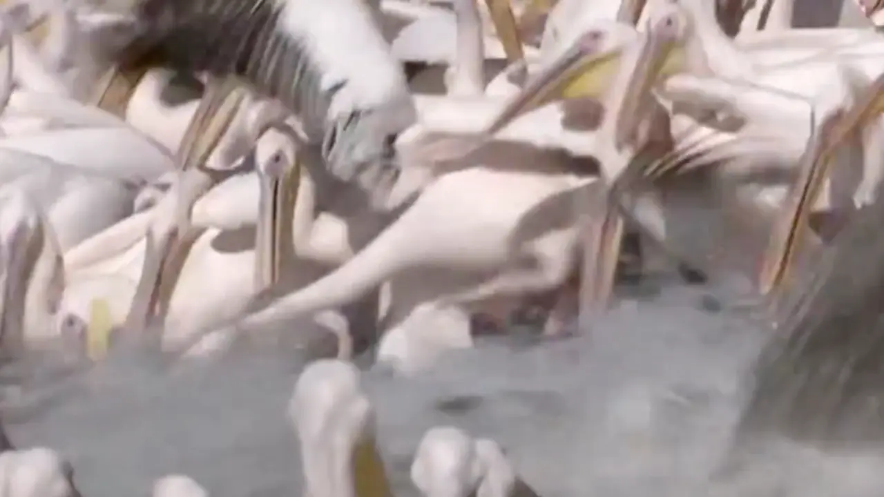 <p> Pel&iacute;canos aliment&aacute;ndose </p>