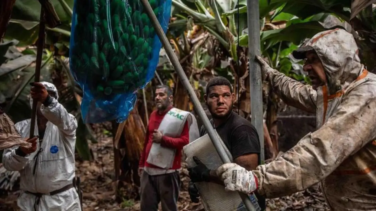 <p> Agricultores de plataneras trabajando en La Palma </p>