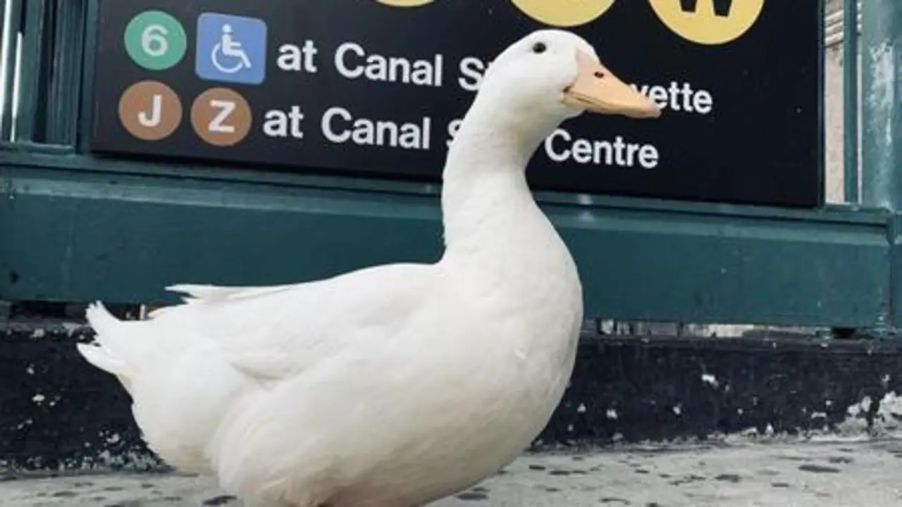 <p> Wrinkle con sus mitones confeccionados para la carrera </p>