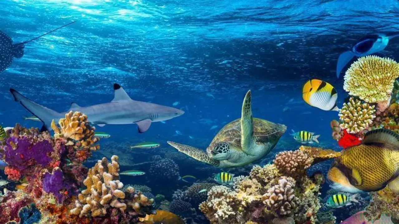 <p> cual_es_el_animal_mas_rapido_del_mar_top_10_23948_orig </p>