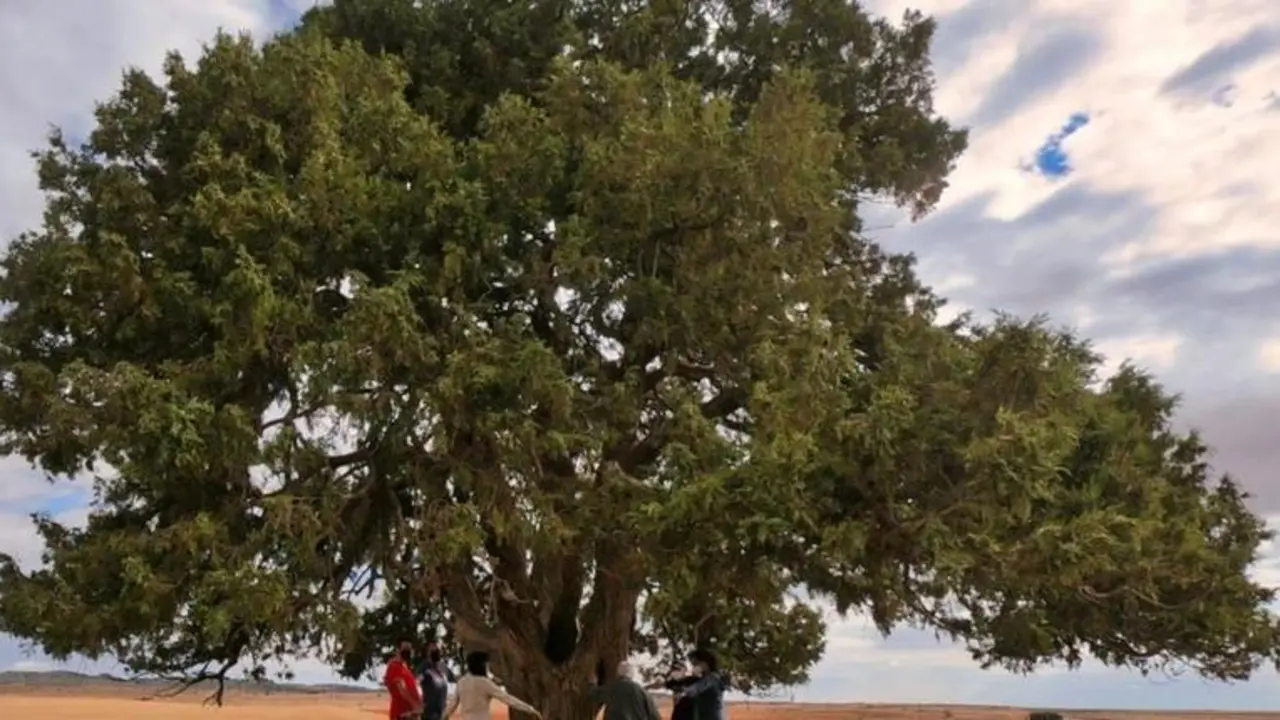 <p> La Carrasca Milenaria de Huesca, &Aacute;rbol del A&ntilde;o 2020. </p>