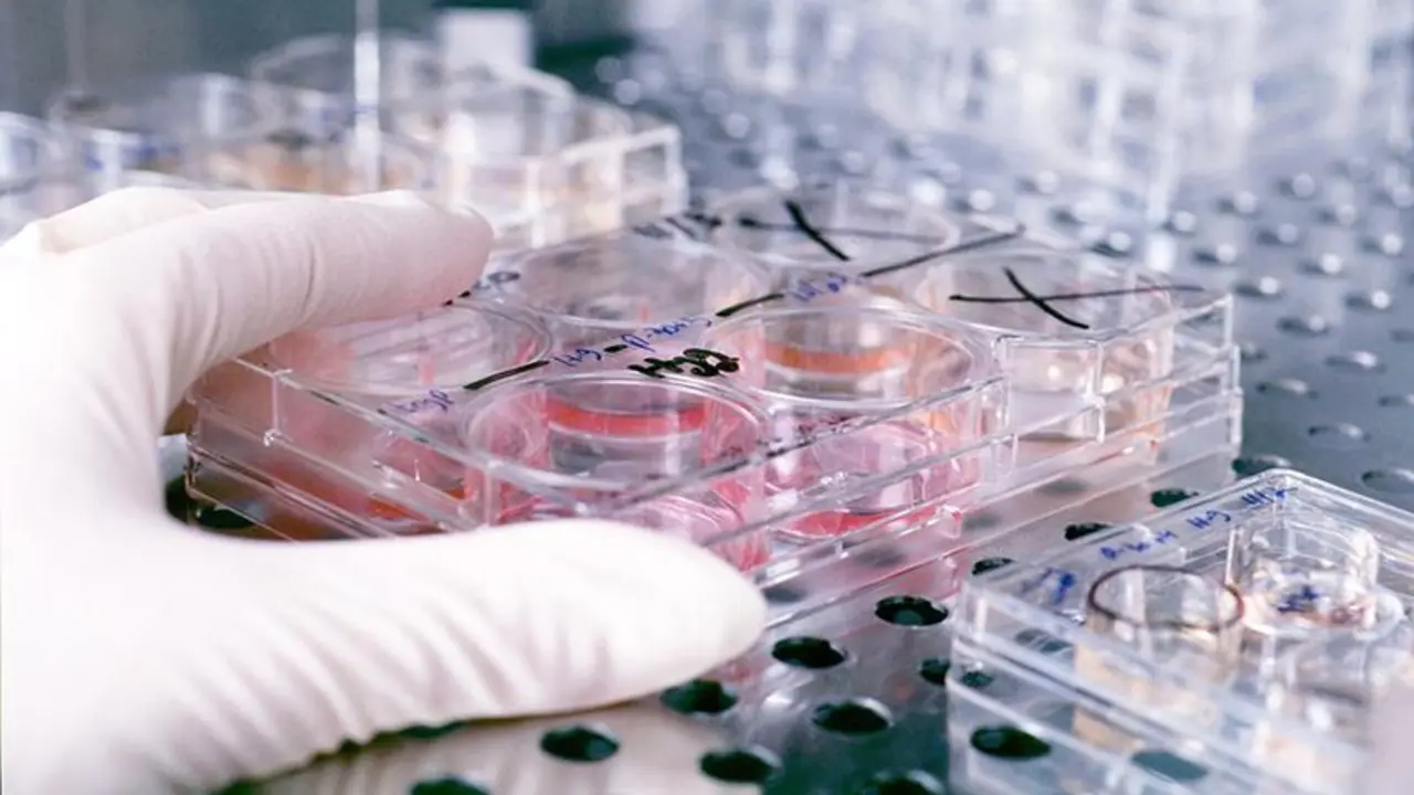 Culture trays containing human embryonic stems cells being stored in heat-controlled storage and studied by developmental biologist James Thomson's research lab.
&copy; UW-Madison News & Public Affairs  608/262-0067
Photo by:  Jeff Miller
Date: 11/98     File#: color slide