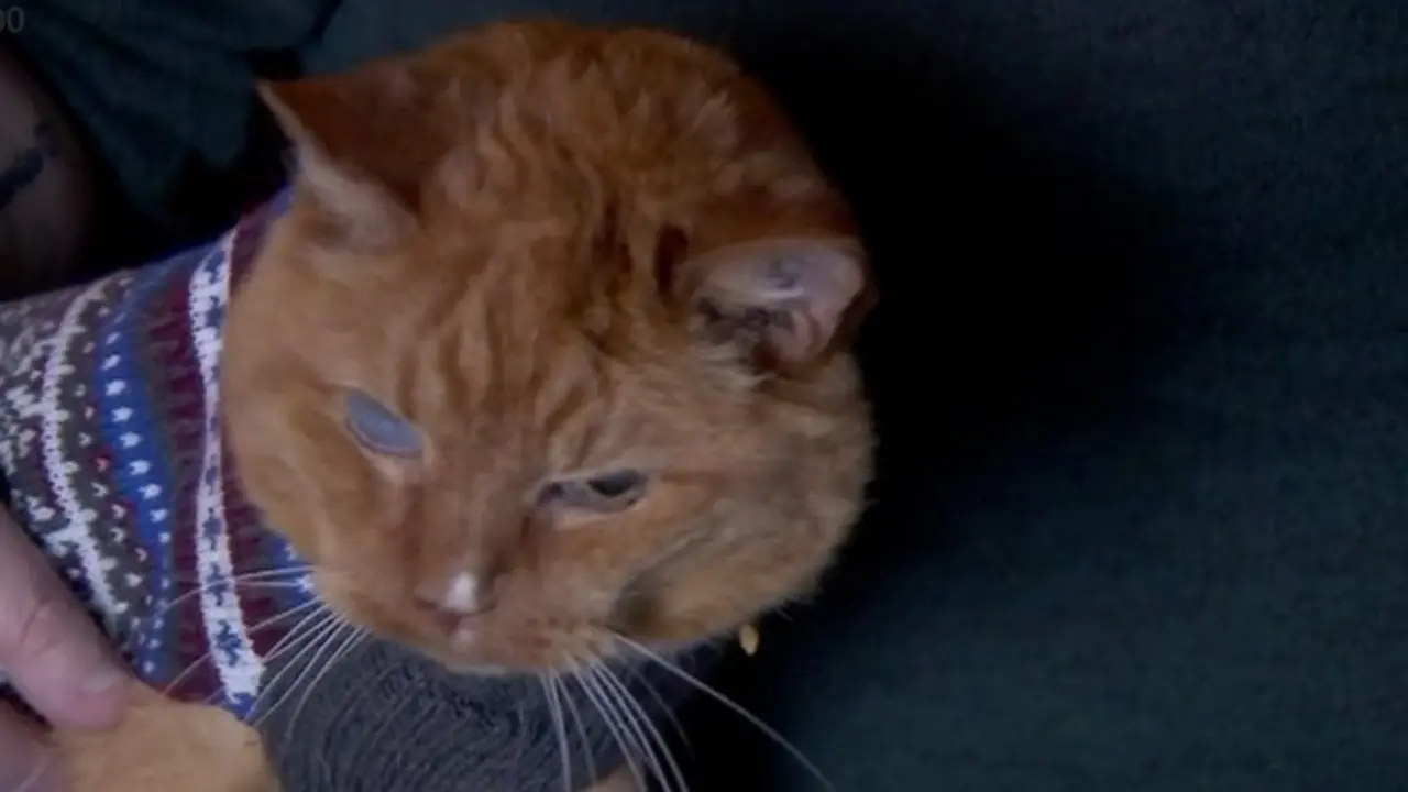 <p> El gato Samm, el m&aacute;s longevo vivo. Fuente: Twitter </p>