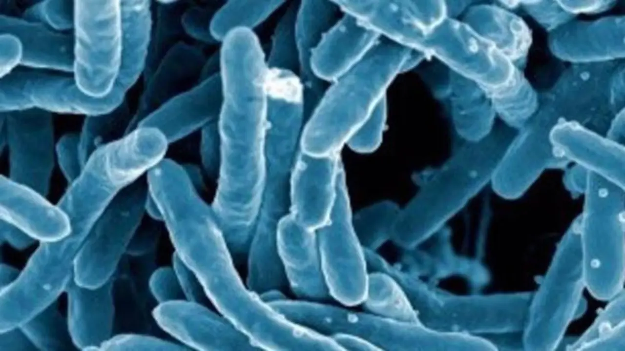 <p> la tuberculosis sigue siendo investigada para evitar su rebrote. </p>