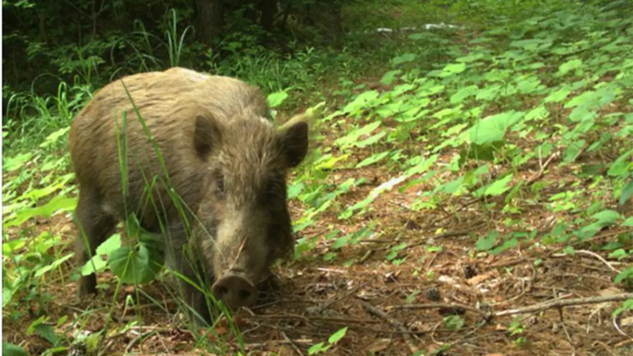 <p> Jabal&iacute;. ARCHIVO </p>