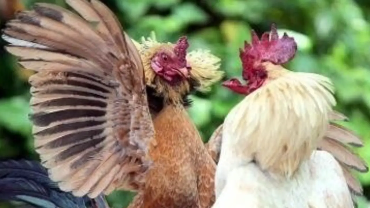 <p> Peleas de gallos. ARCHIVO </p>