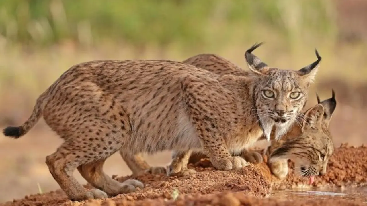 <p> Lince ib&eacute;rico. - WWF </p>
