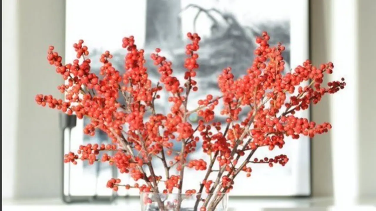 <p> Piurer. INSTAGRAM </p>