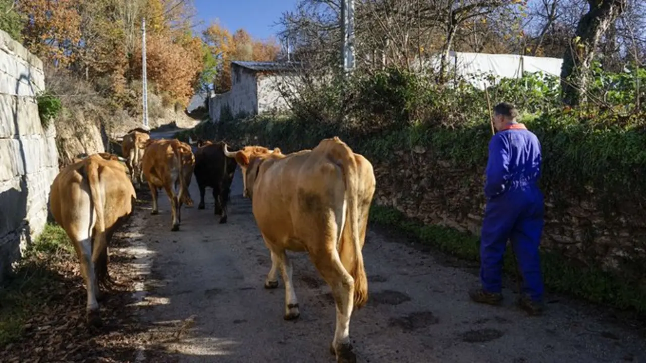 <p> Castrelo do val genera pol&eacute;mica con sus nuevas multas de hasta 1500 euros por no recoger los excrementos del vacuno. Fuente: Twitter </p>