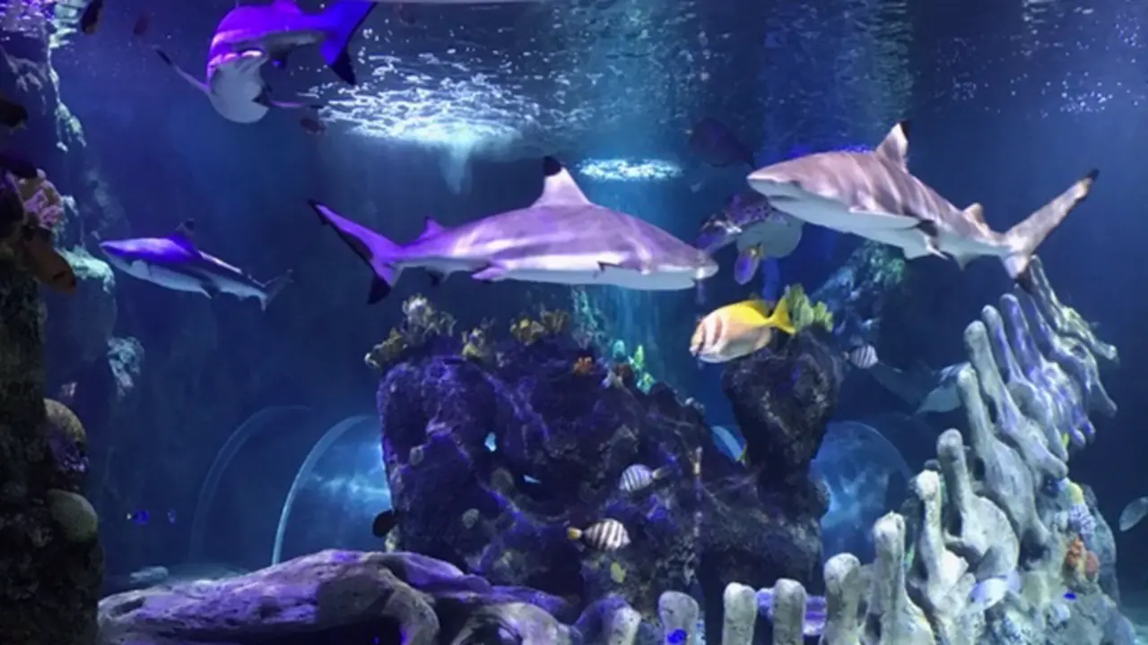 <p> Archivo - Dos nuevos tiburones punta negra de arrecife se incorporan a la familia Sea Life Benalm&aacute;dena - SEA LIFE - Archivo </p>