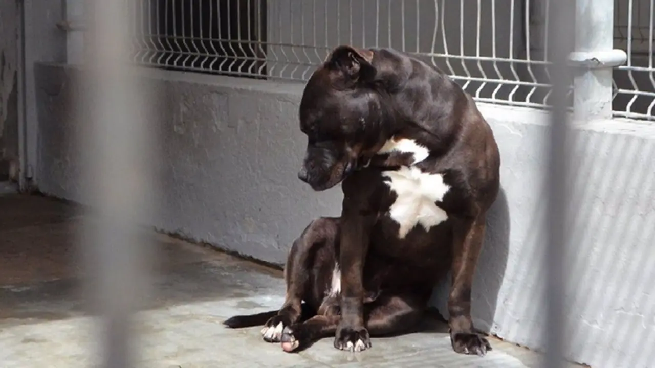 <p> Archivo - Un perro en un centro canino de Valladolid - EUROPA PRESS - Archivo </p>