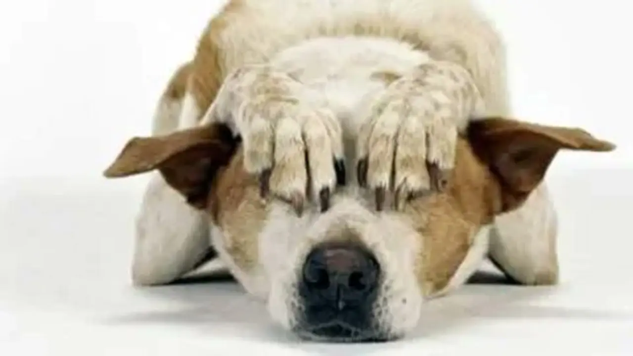 <p> C&ouml;mo protegerte de posibles lesiones y ruidos causados por pirotecnia durante esta nochevieja. Fuente: Twitter @apcvalladolid </p>