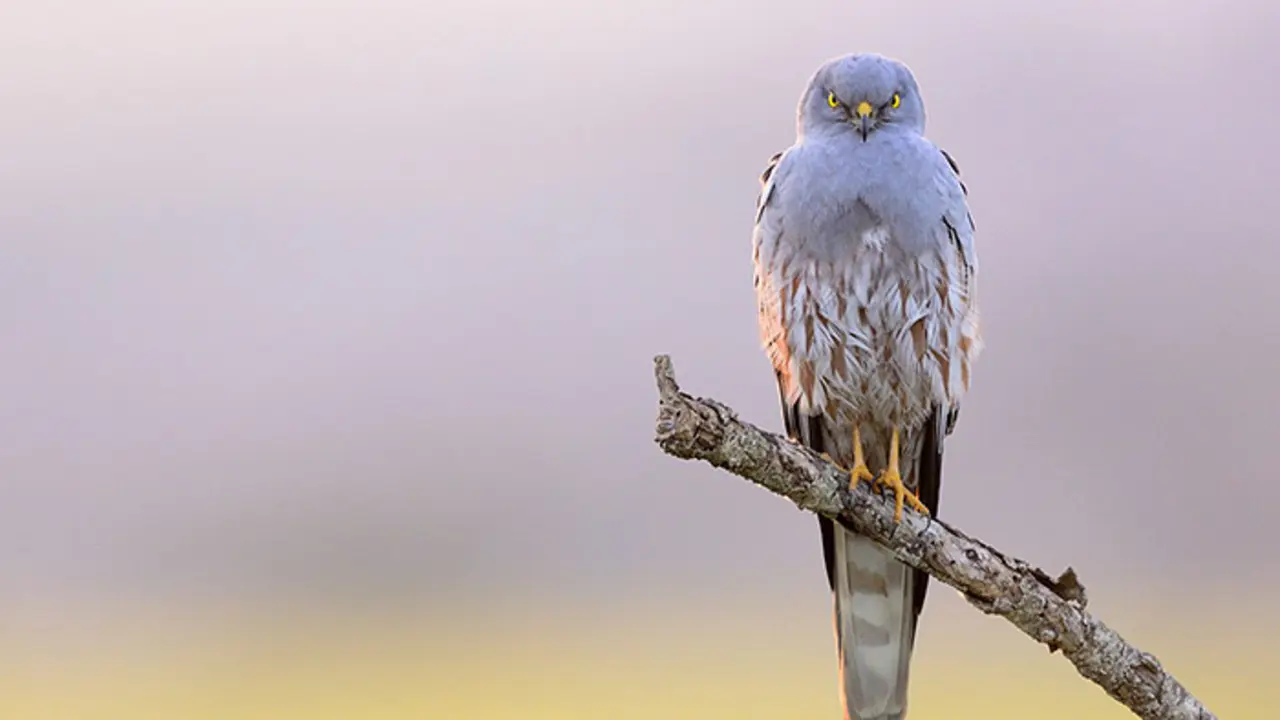 Esparver cendr&oacute;s - Aguilucho cenizo (Cyrcus pygargus) ACCIPITRIDAE