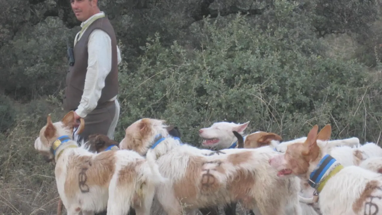 <p> Archivo - Una rehala de podencos (Foto de archivo). - EUROPA PRESS/DIPUTACI&Oacute;N DE C&Oacute;RDOBA - Archivo </p>