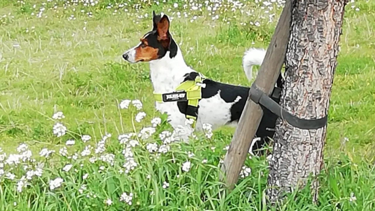 <p> Charly en el campo - EUROPA PRESS </p>