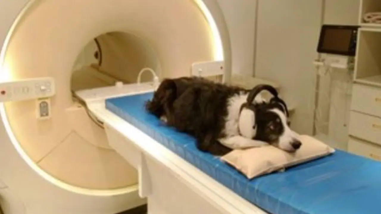 <p> El perro kun-kun durante el estudio - ELTE </p>