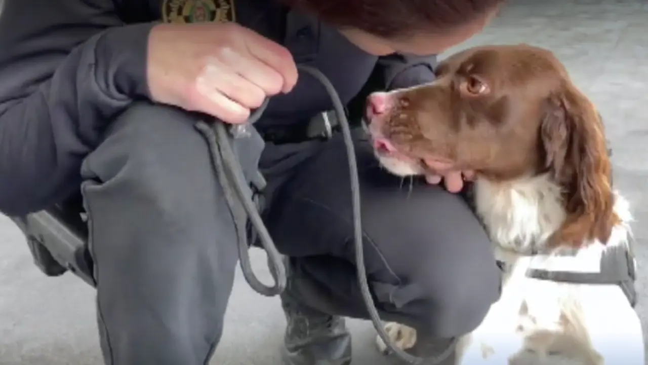 <p> Unidad Canina Polic&iacute;a Nacional </p>