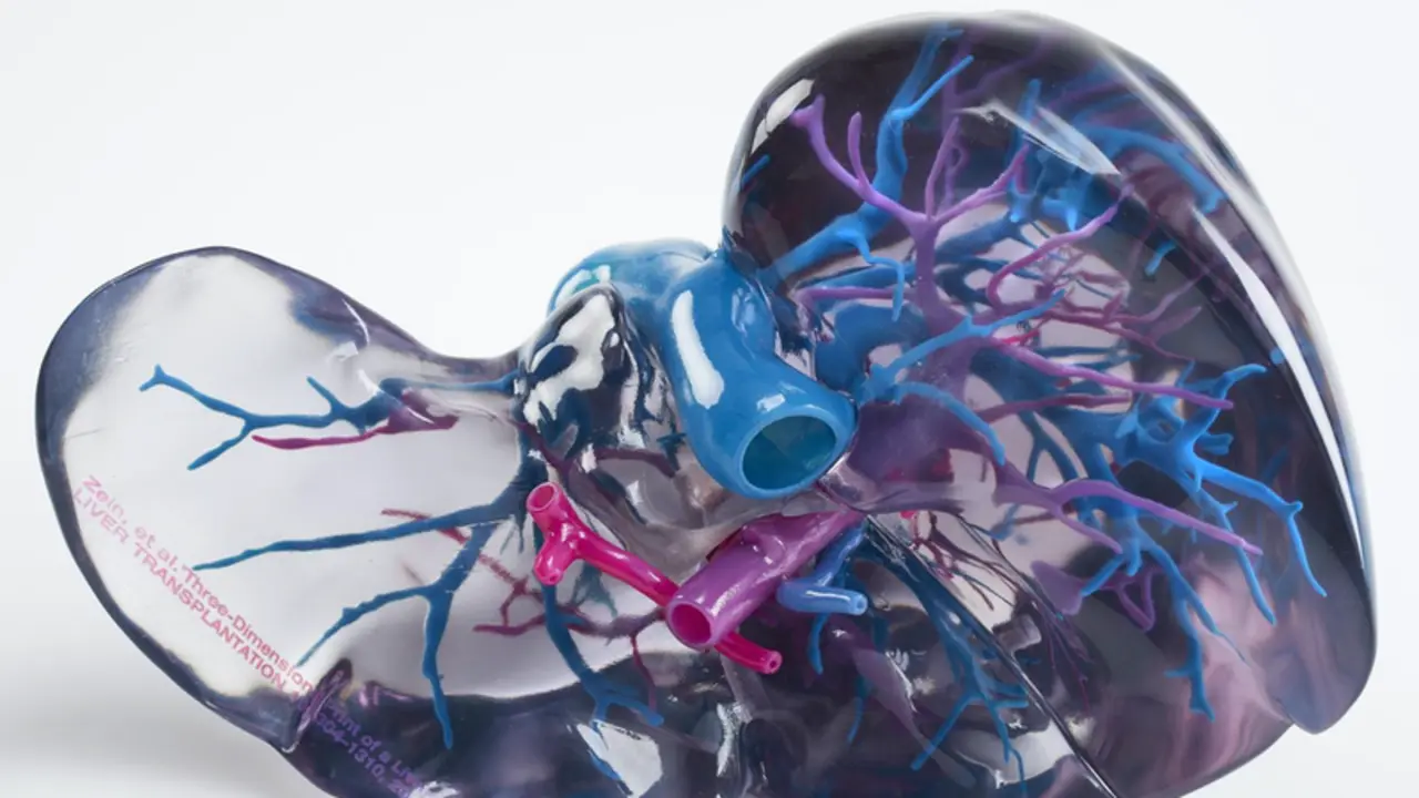 <p> Archivo - Higado - AIJU - Archivo </p>