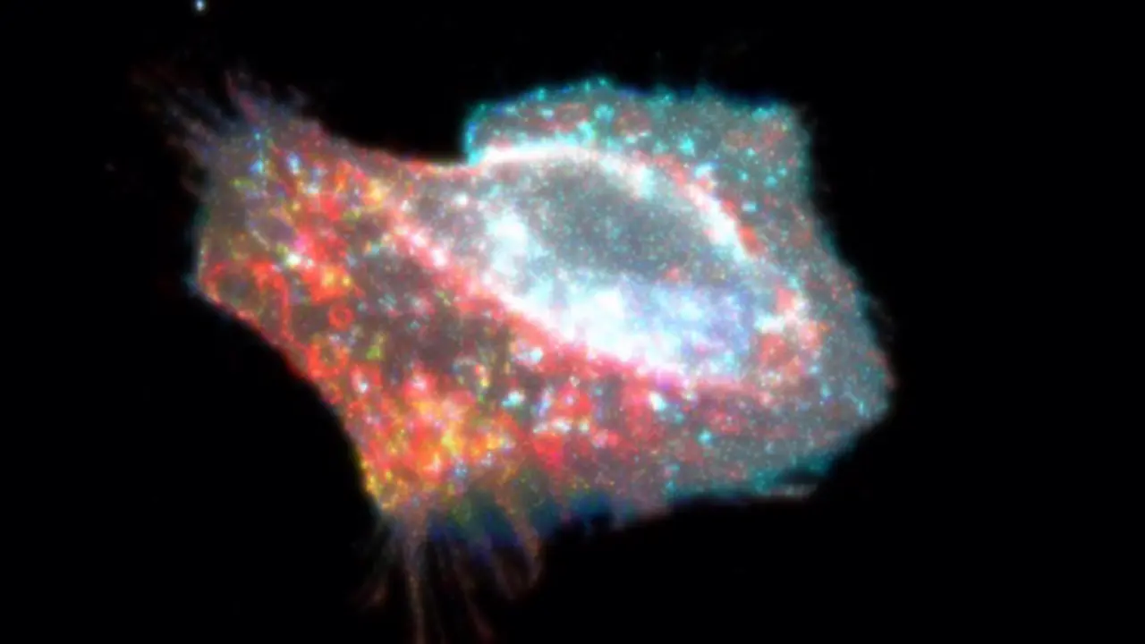 <p> Una c&eacute;lula durante la piroptosis, el proceso de muerte celular que suelen provocar las infecciones y que da lugar a un exceso de inflamaci&oacute;n en el organismo. - GARY MO </p>