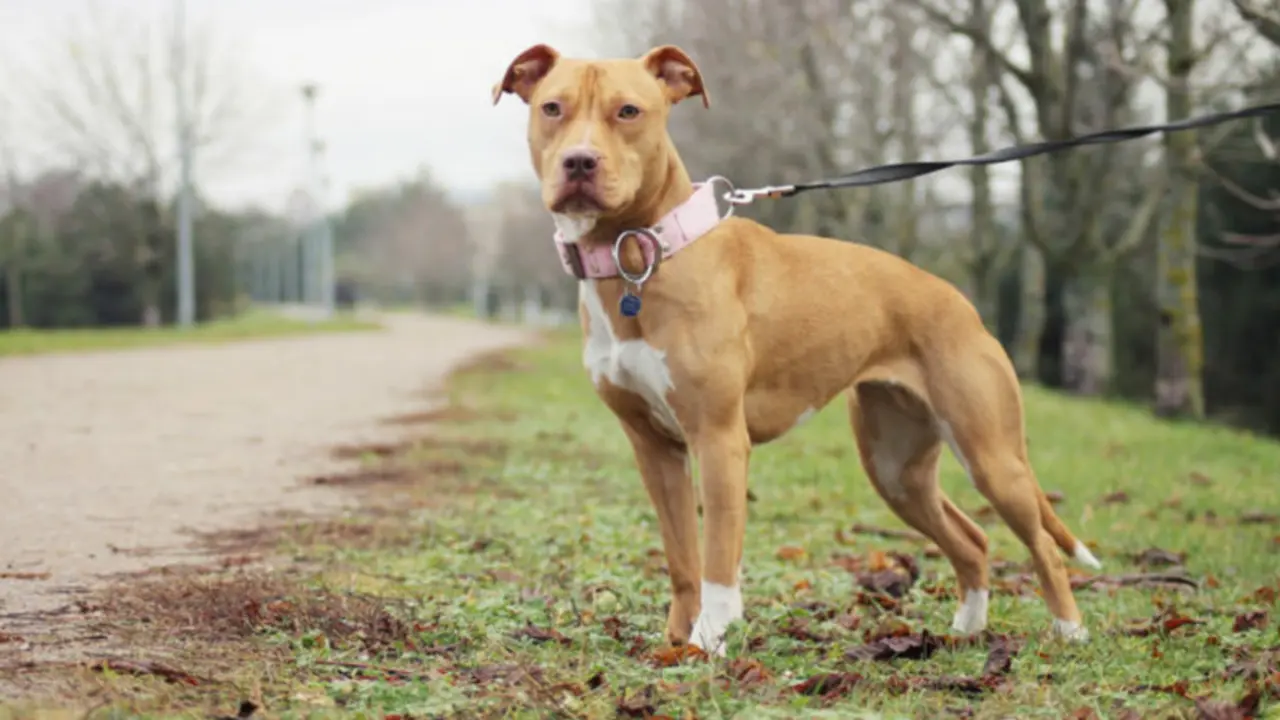 <p> Un pitbull. ZOOPLUS </p>