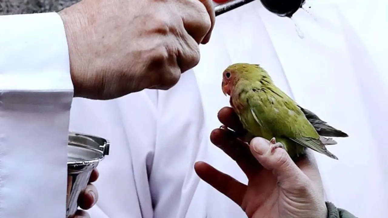 <p> Bendici&oacute;n de animales en la Iglesia de San Ant&oacute;n en Madrid </p>