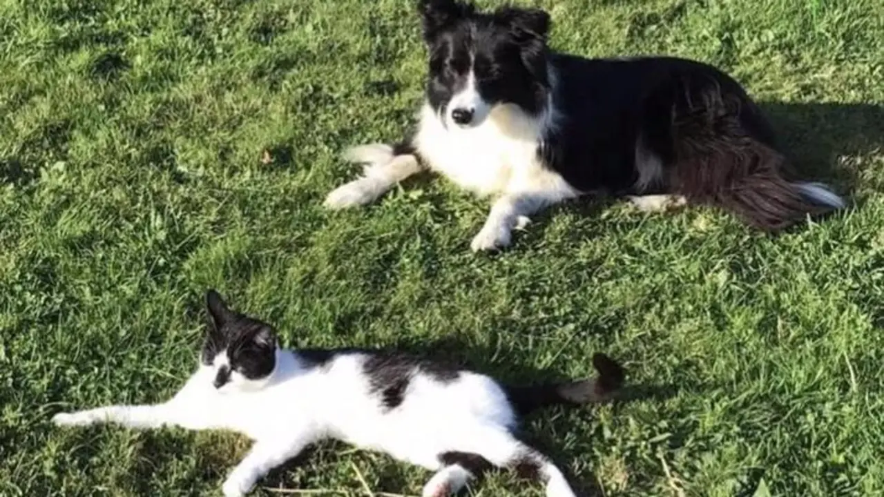 <p> Animales dom&eacute;sticos. Perro. Gato. Servicio de recogida de animales </p>