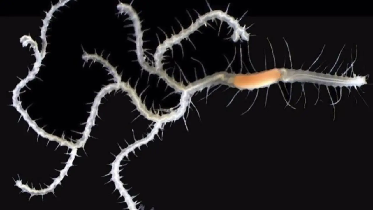 <p> El gusano ha recibido el nombre del n&eacute;mesis de Godzilla, Ghidorah. </p>