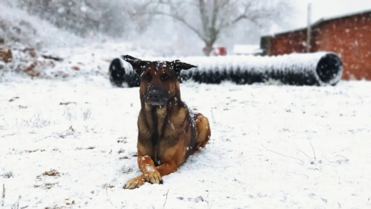 <p> Perro en la nieve. Fuente: Twitter @UMEgob </p>