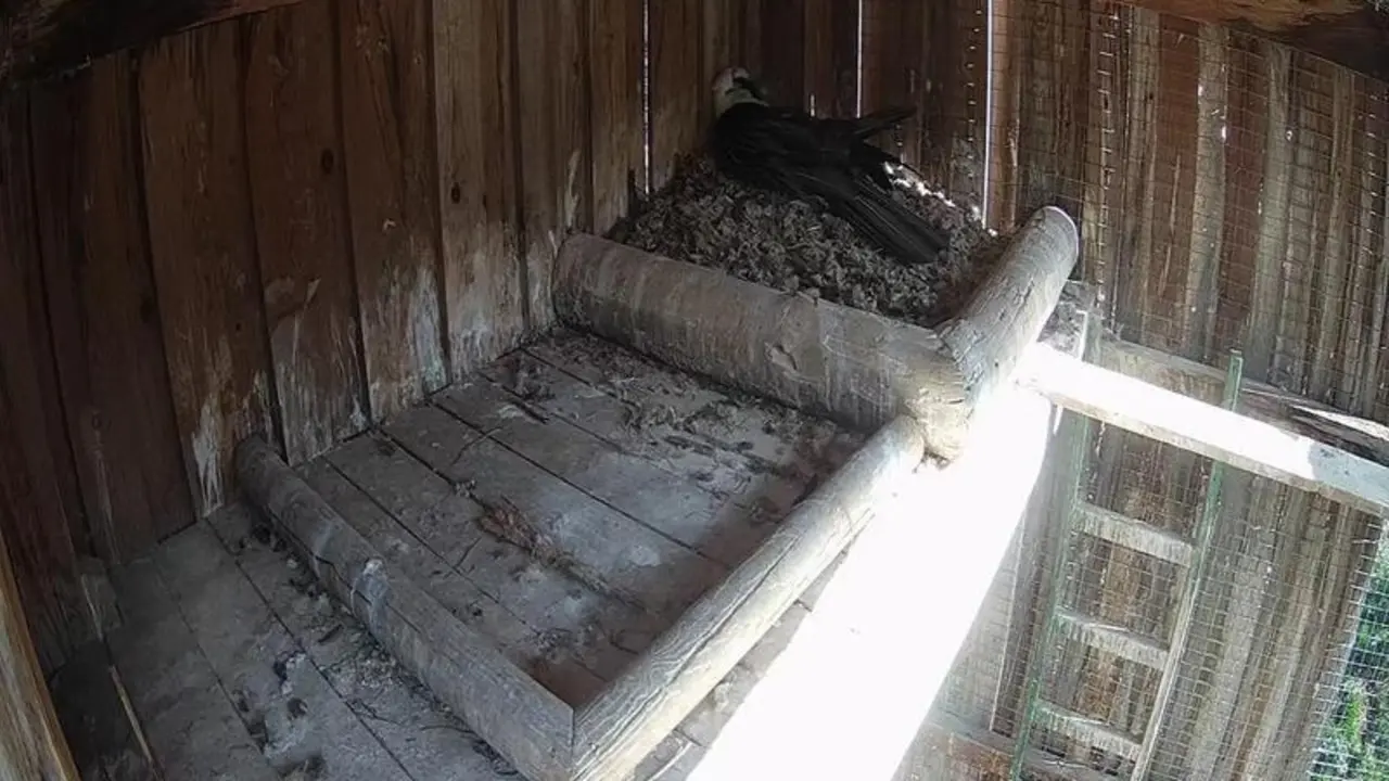 <p> Borosa, el ave quebrantahuesos incuvando </p>