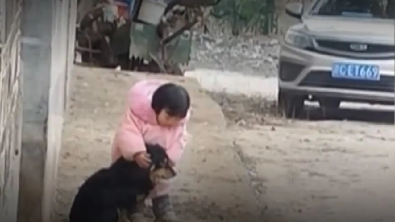 <p> ni&ntilde;a protege a su perro de los fuegos artificiales </p>