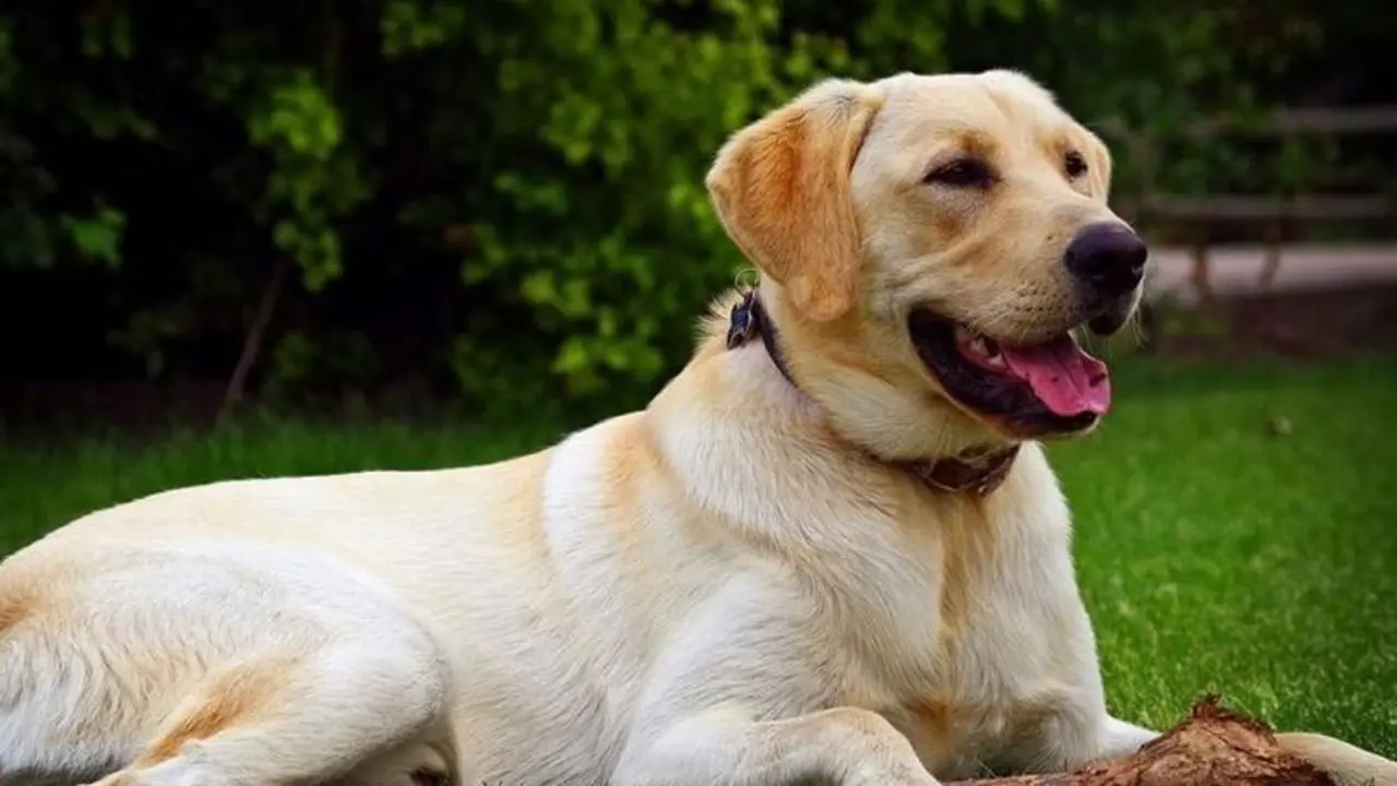 <p> Perro. ARCHIVO </p>