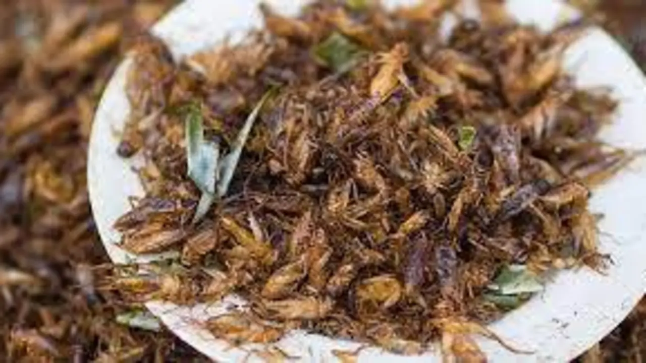 <p> Plato de grillos </p>