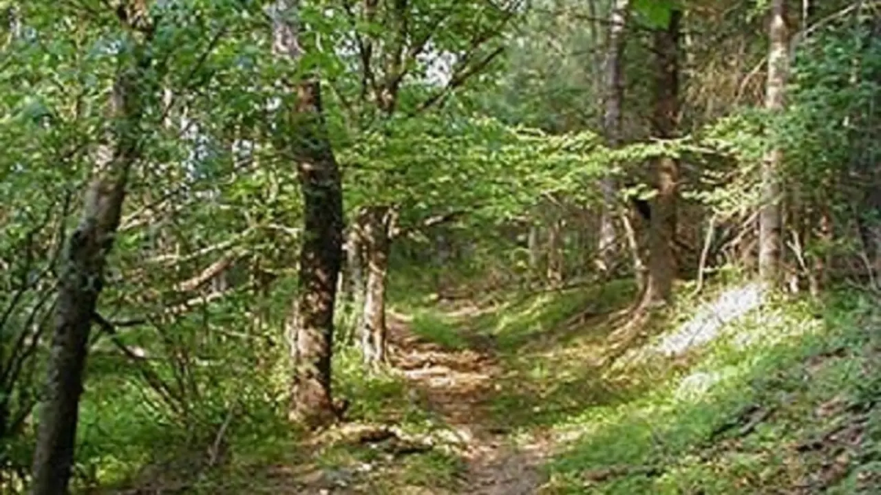 Persona disfrutando de la naturaleza como medicina preventiva en 2026 - D+