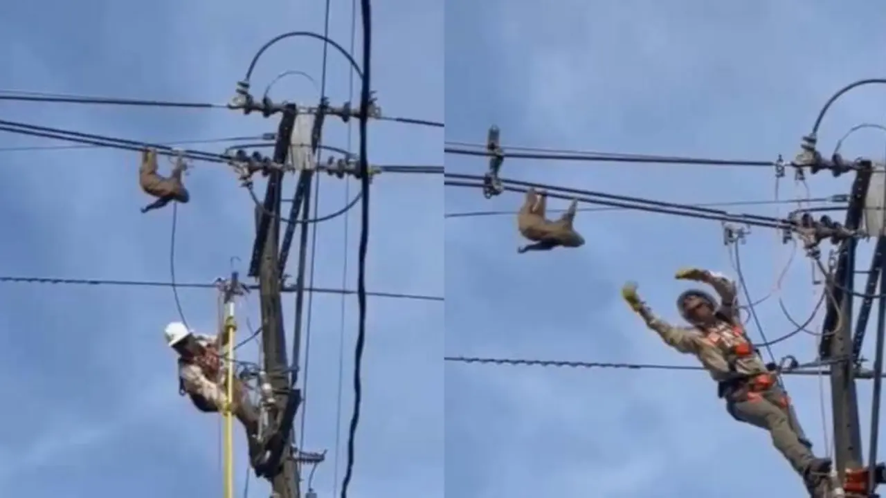 <p> El t&eacute;cnico de electricidad rescatando al perezoso </p>