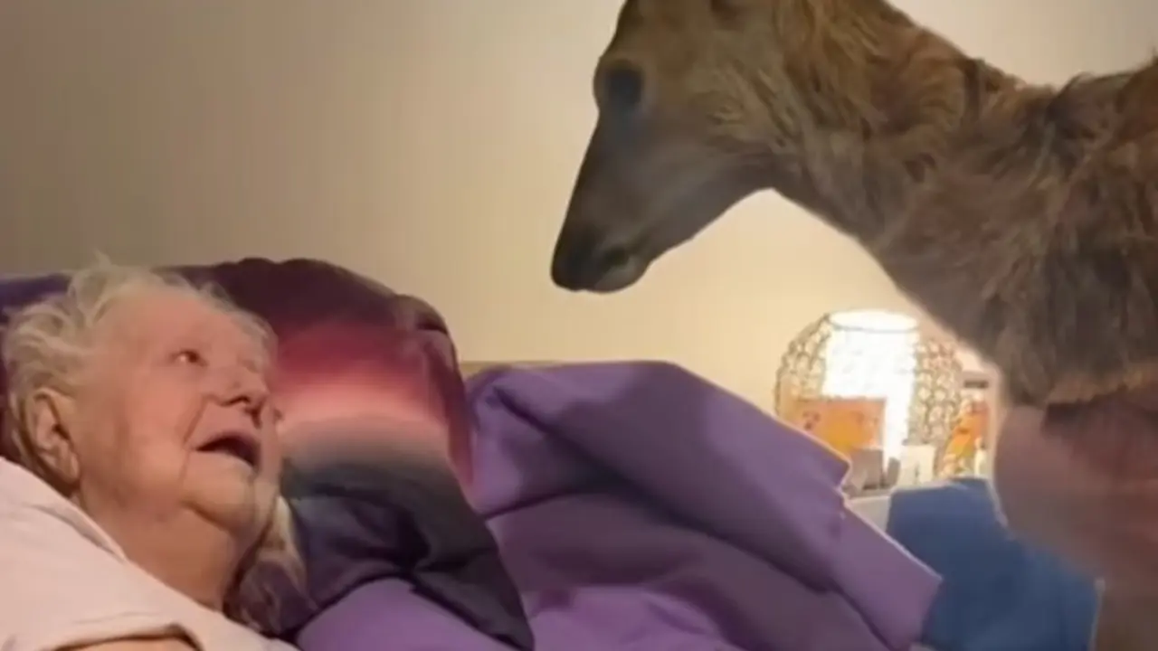 <p> La visita de Bambi. - Facebook de Lisa McDonald </p>