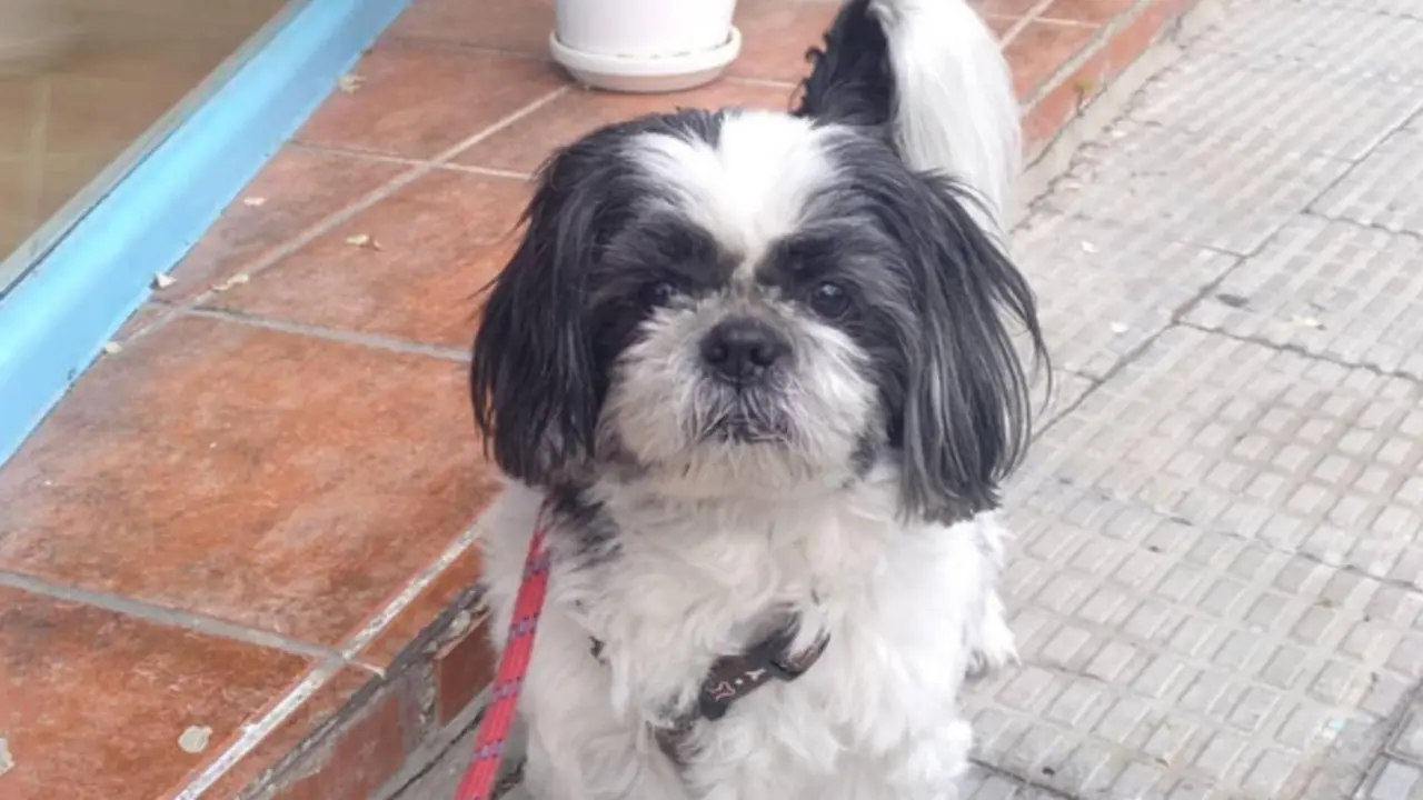 <p> Perro | Adri&aacute;n Abad </p>