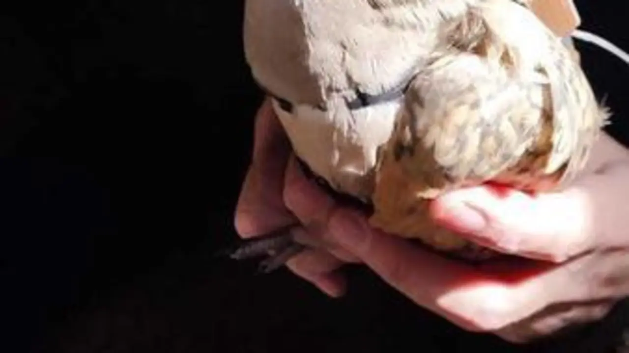 <p> Una Ganga ortega </p>