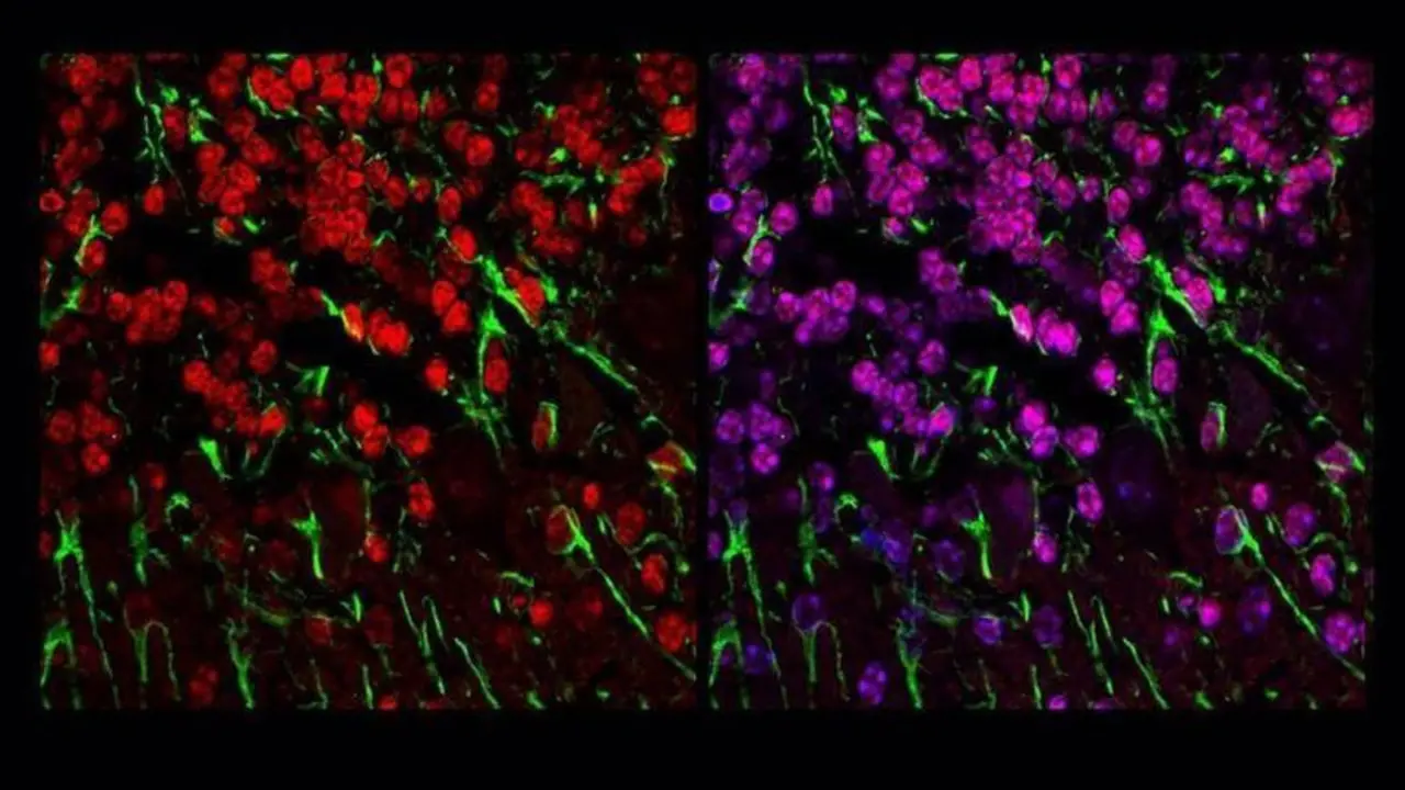 <p> Mitocondria - CIBER DE ENFERMEDADES RARAS </p>