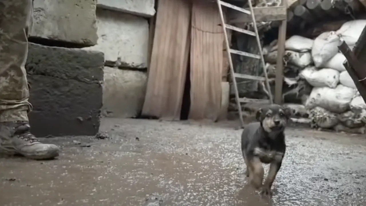 <p> Rambo, el cachorro adoptado. </p>