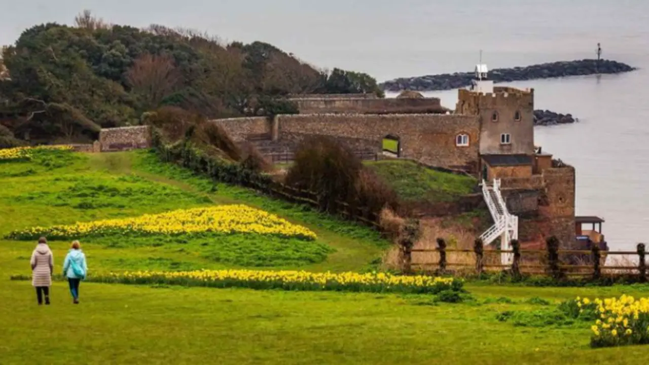 <p> 153.000 narcisos en flor, en SWNS. </p>
