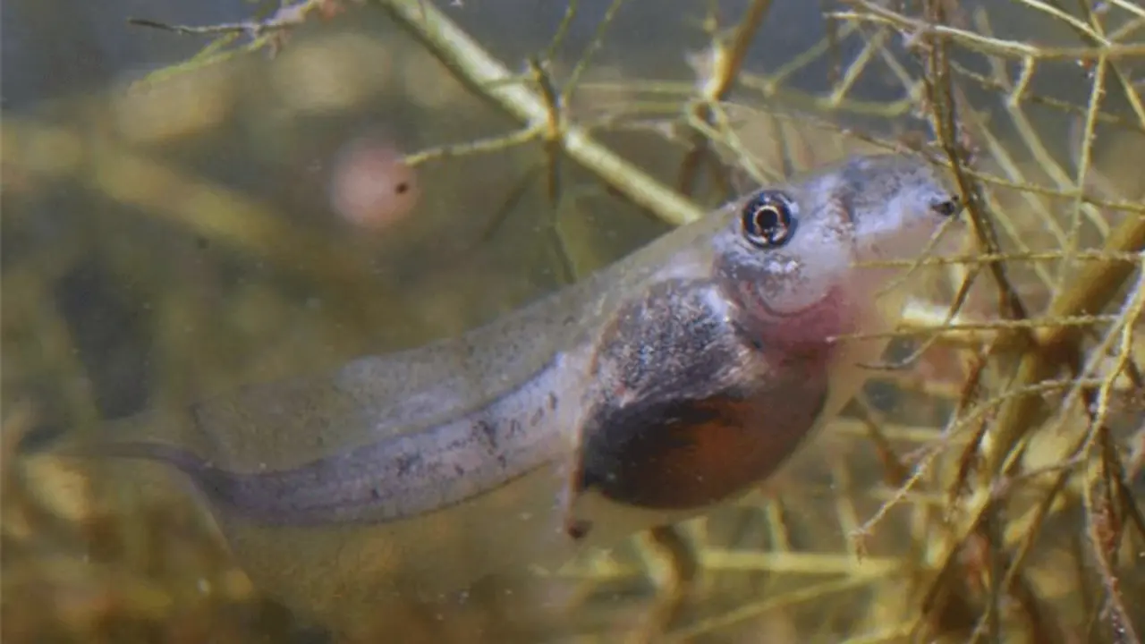 <p> Larva de sapo espuelas (Pelobates cultripes). Foto: Iv&aacute;n G&oacute;mez Mestre. - CSIC </p>