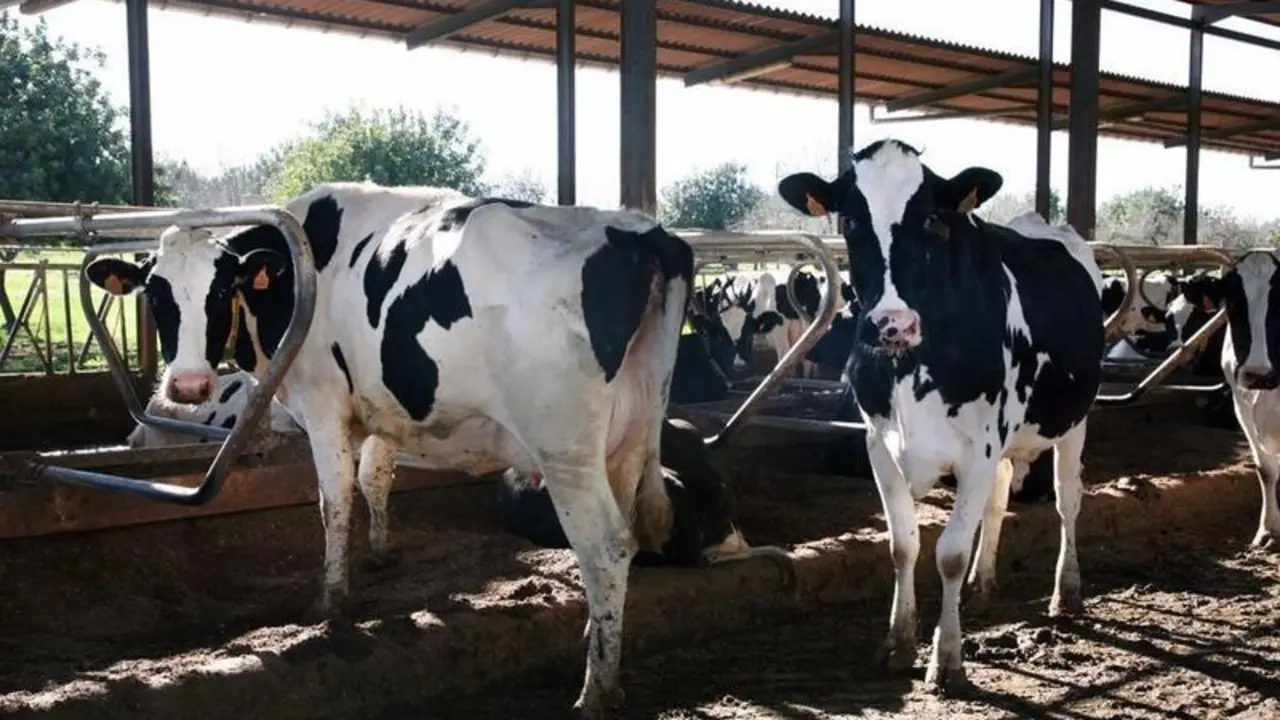 <p> Vacas en Menorca. Fuente: Europa Press </p>