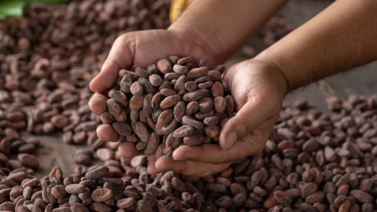 <p> Semillas de cacao. Fuente Archivo. </p>