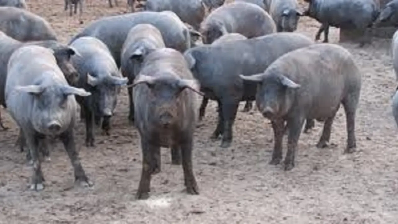 Ejemplar de cerdo ib&eacute;rico. / Foto: wikipedia