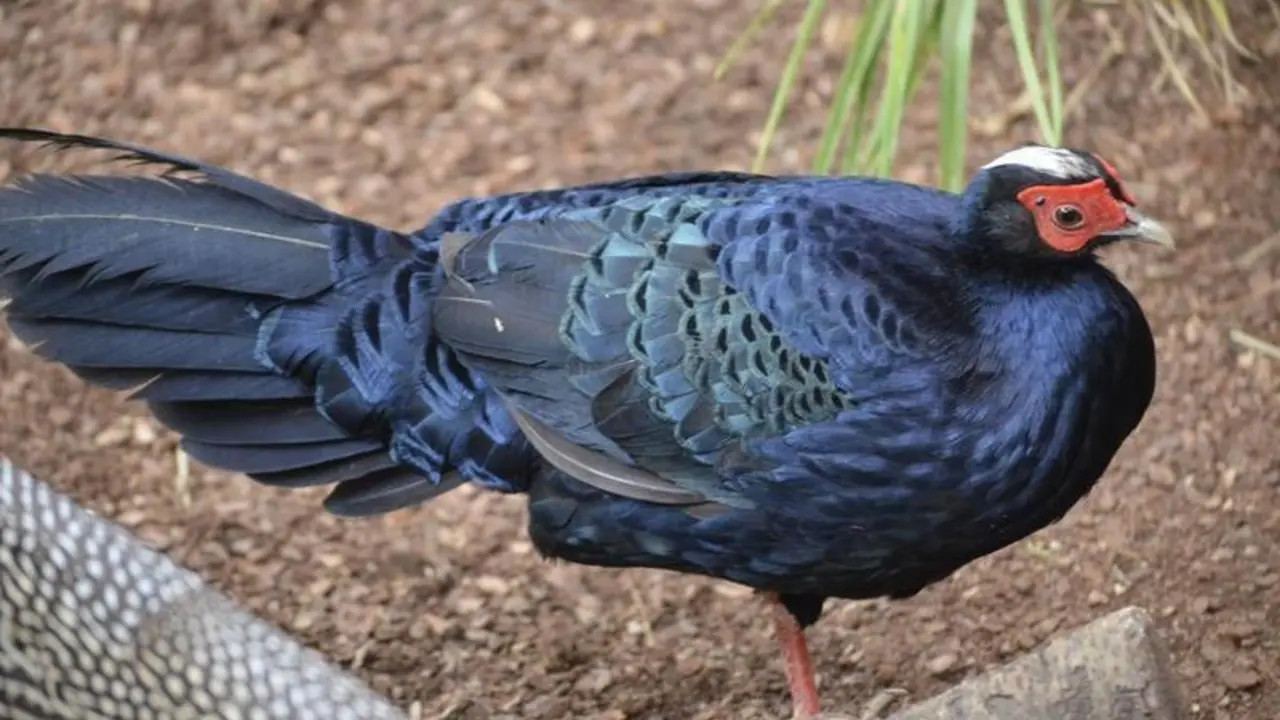 <p> FAIS&Aacute;N DE EDWARDS BIOPARC FUENGIROLA </p>