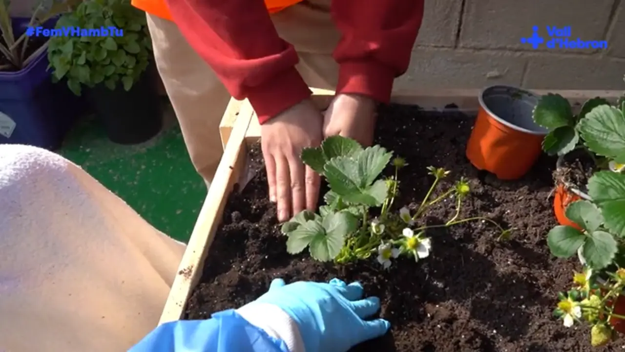 <p> El huerto terap&eacute;utico del Hospital Vall d'Hebron de Barcelona. Fuente: Twitter </p>