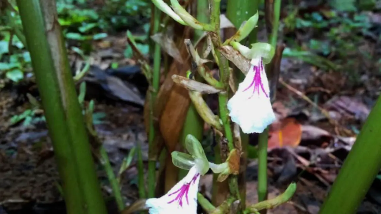 <p> Cardamomo | Aviatorjk, licencia CC </p>