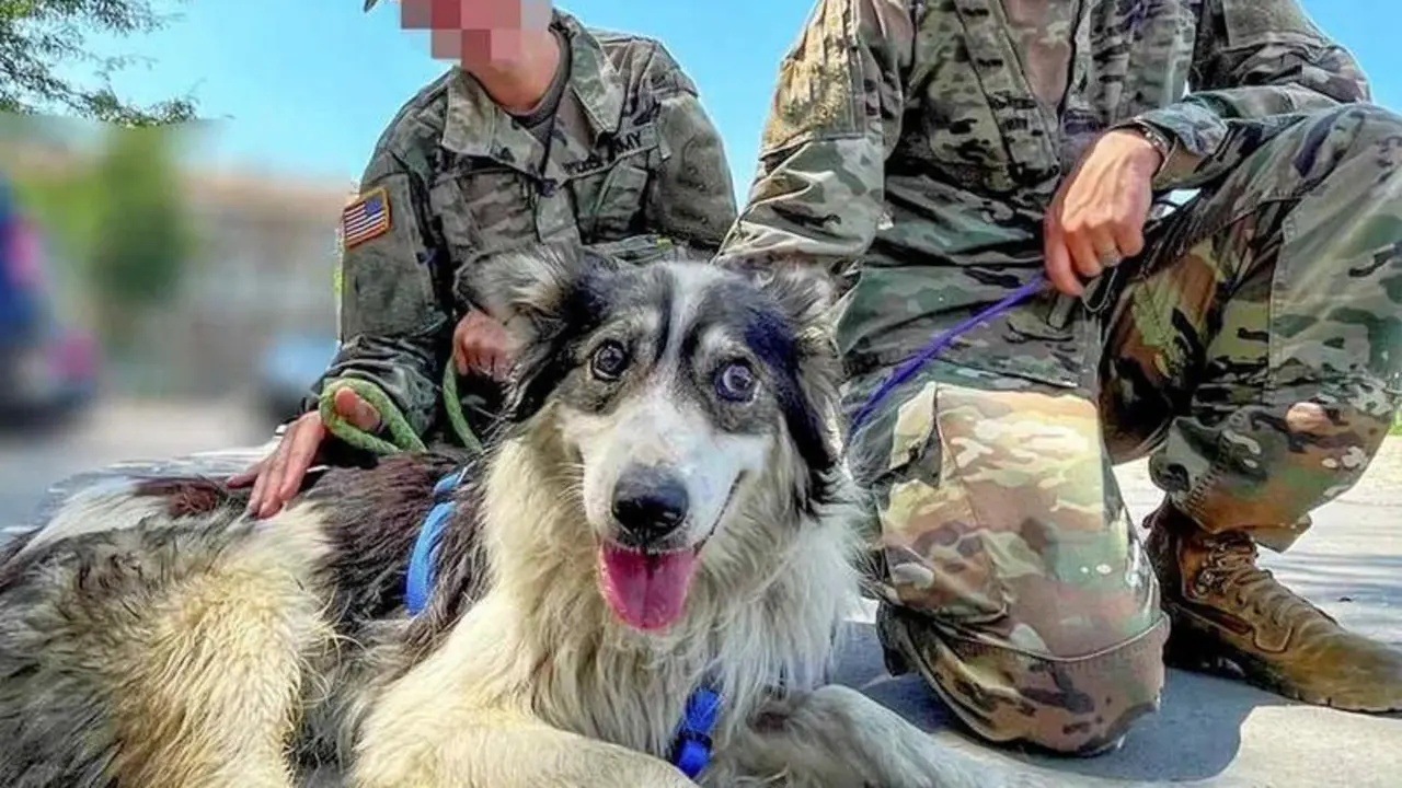 A homeless dog that brought comfort to soldiers overseas is being transported to America to live with one of those soldiers.  Duke, a three-year-old mixed breed, became like family to Sergeant Kelsey (an alias) and his US Army unit in Kosovo in 2021, after they found him looking for food around their base. See SWNS story SWNYduke. His visits and wagging tail soon became the highlight of their days, bringing them comfort far from home.Sgt. Kelsey in particular bonded with the pooch and wanted to get him to a better life, out of danger.Staff at New York-based organization Paws of War committed to help bring Duke to the U.S., so he and the sergeant could be together once more. 