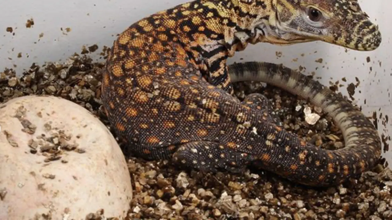 <p> Drag&oacute;n de Komodo </p>