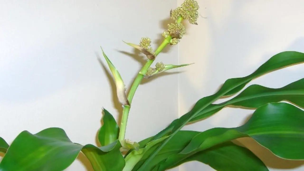 <p> Planta de ma&iacute;z (Dracaena fragrans); Massangeana, CC licencia. </p>